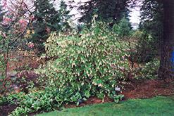 Henry Henneman Winter Currant (Ribes sanguineum 'Henry Henneman') at Lakeshore Garden Centres