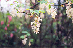 Album Winter Currant (Ribes sanguineum 'Album') at Stonegate Gardens