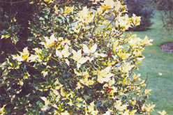 Moonlight English Holly (Ilex aquifolium 'Flavescens') at Lakeshore Garden Centres
