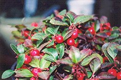 Creeping Wintergreen (Gaultheria procumbens) at A Very Successful Garden Center