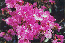 Korean Rhododendron (Rhododendron mucronulatum) at Lakeshore Garden Centres