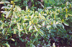 Radicans Wintercreeper (Euonymus fortunei 'Radicans') at Stonegate Gardens