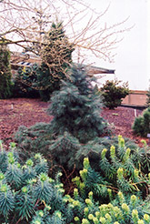 Weeping White Fir (Abies concolor 'Pendula') at A Very Successful Garden Center