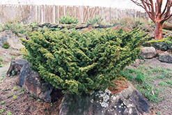 Shimpaku Juniper (Juniperus chinensis 'Shimpaku') at A Very Successful Garden Center