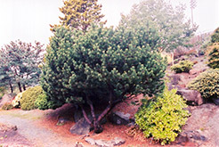 Dwarf Japanese Red Pine (Pinus densiflora 'Pygmaea') at Stonegate Gardens