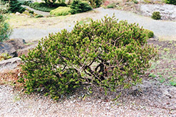 Dwarf Lodgepole Pine (Pinus contorta 'Minima') at Stonegate Gardens