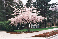 Shirofugen Flowering Cherry (Prunus serrulata 'Shirofugen') at A Very Successful Garden Center
