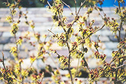 Primavera Witchhazel (Hamamelis x intermedia 'Primavera') at Stonegate Gardens