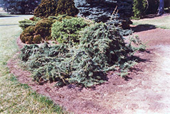 Weeping Deodar Cedar (Cedrus deodara 'Pendula') at A Very Successful Garden Center