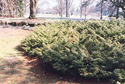Prostrate Common Juniper (Juniperus communis 'Prostrata') at A Very Successful Garden Center
