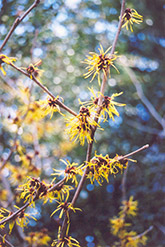 Early Bright Witchhazel (Hamamelis mollis 'Early Bright') at Lakeshore Garden Centres