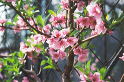 Fantasia Nectarine (Prunus persica var. nucipersica 'Fantasia') at Lakeshore Garden Centres
