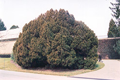 Overeyender English Yew (Taxus baccata 'Overeyenderi') at Lakeshore Garden Centres