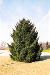 Oriental Spruce (Picea orientalis) at A Very Successful Garden Center