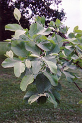 Silver Leaf Mountain Ash (Sorbus aria 'Lutescens') at Lakeshore Garden Centres