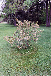 Black Chokeberry (Aronia melanocarpa) at The Mustard Seed
