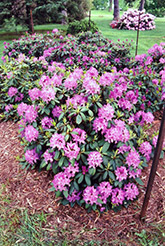 Roseum Elegans Rhododendron (Rhododendron catawbiense 'Roseum Elegans') at A Very Successful Garden Center