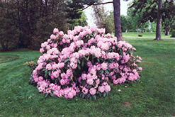 Grand Prix Rhododendron (Rhododendron catawbiense 'Grand Prix') at A Very Successful Garden Center