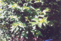 Common Privet (Ligustrum vulgare) at Lakeshore Garden Centres