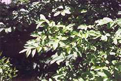 Border Privet (Ligustrum obtusifolium) at Stonegate Gardens