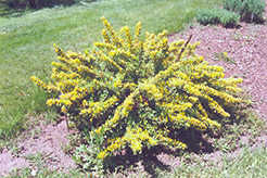 Shrub Broom (Cytisus nigricans) at A Very Successful Garden Center