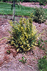 Scotch Broom (Cytisus scoparius) at Stonegate Gardens