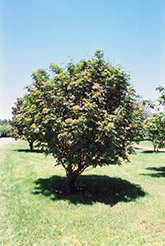 Western Mountain Ash (Sorbus scopulina) at Stonegate Gardens