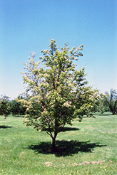Whitebeam Mountain Ash (Sorbus aria) at Lakeshore Garden Centres