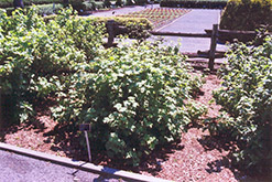 Red Lake Red Currant (Ribes rubrum 'Red Lake') at Lakeshore Garden Centres