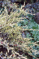 Holger Juniper (Juniperus squamata 'Holger') at Stonegate Gardens