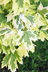 Harlequin Norway Maple (Acer platanoides 'Drummondii') at A Very Successful Garden Center