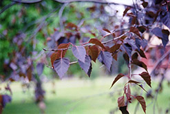 Crimson Frost Birch (Betula 'Crimson Frost') at Stonegate Gardens