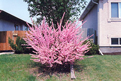 Double Flowering Plum (Prunus triloba 'Multiplex') at A Very Successful Garden Center