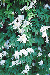 White Swan Clematis (Clematis 'White Swan') at A Very Successful Garden Center