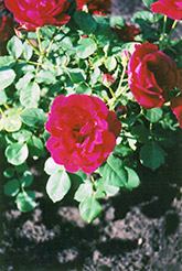 Cuthbert Grant Rose (Rosa 'Cuthbert Grant') at A Very Successful Garden Center