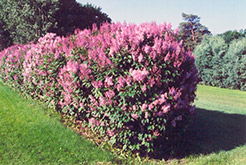 Minuet Lilac (Syringa x prestoniae 'Minuet') at Stonegate Gardens