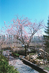 Westcot Apricot (Prunus mandshurica 'Westcot') at Lakeshore Garden Centres