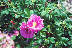Charles Albanel Rose (Rosa 'Charles Albanel') at A Very Successful Garden Center