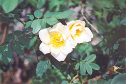 Fruhlingsgold Rose (Rosa 'Fruhlingsgold') at A Very Successful Garden Center