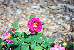Gallica Rose (Rosa gallica) at A Very Successful Garden Center