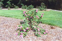 Autumn Damask Rose (Rosa x damascena 'Autumn Damask') at Stonegate Gardens