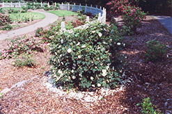 Semi Plena White Rose (Rosa alba 'Semi Plena') at Stonegate Gardens