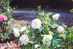 Mme. Hardy Damask Rose (Rosa x damascena 'Mme. Hardy') at Stonegate Gardens