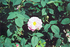 Belle Aman Rose (Rosa alba 'Belle Aman') at Stonegate Gardens