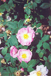 St. Nicholas Damask Rose (Rosa x damascena 'St. Nicholas') at Stonegate Gardens