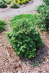 Lodense Common Privet (Ligustrum vulgare 'Lodense') at Stonegate Gardens