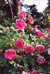 Carefree Beauty Rose (Rosa 'Carefree Beauty') at A Very Successful Garden Center