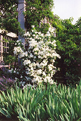 Belle Etoile Mockorange (Philadelphus x lemoinei 'Belle Etoile') at A Very Successful Garden Center