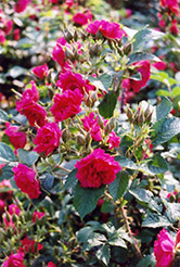 F.J. Grootendorst Rose (Rosa rugosa 'F.J. Grootendorst') at Stonegate Gardens