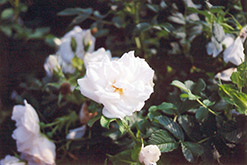 Blanc Double de Coubert Rose (Rosa 'Blanc Double de Coubert') at Stonegate Gardens